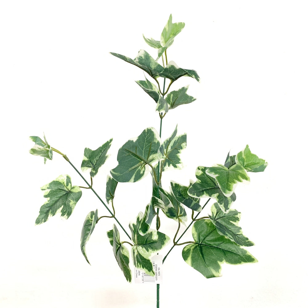Ramo Edera Variegata