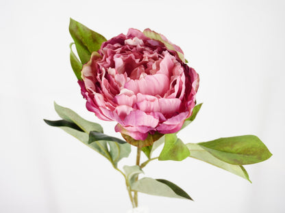 Peonia Marville