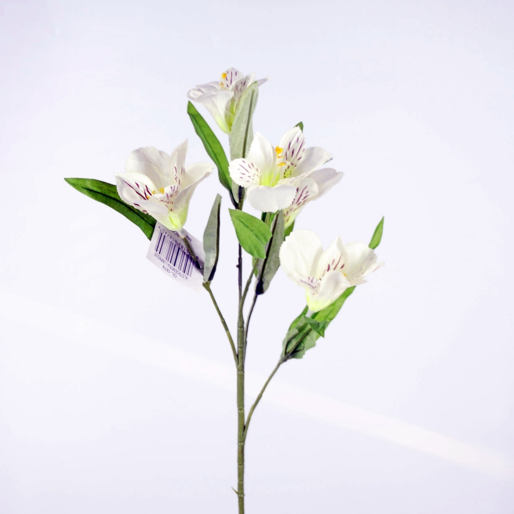 Alstroemeria Luminous