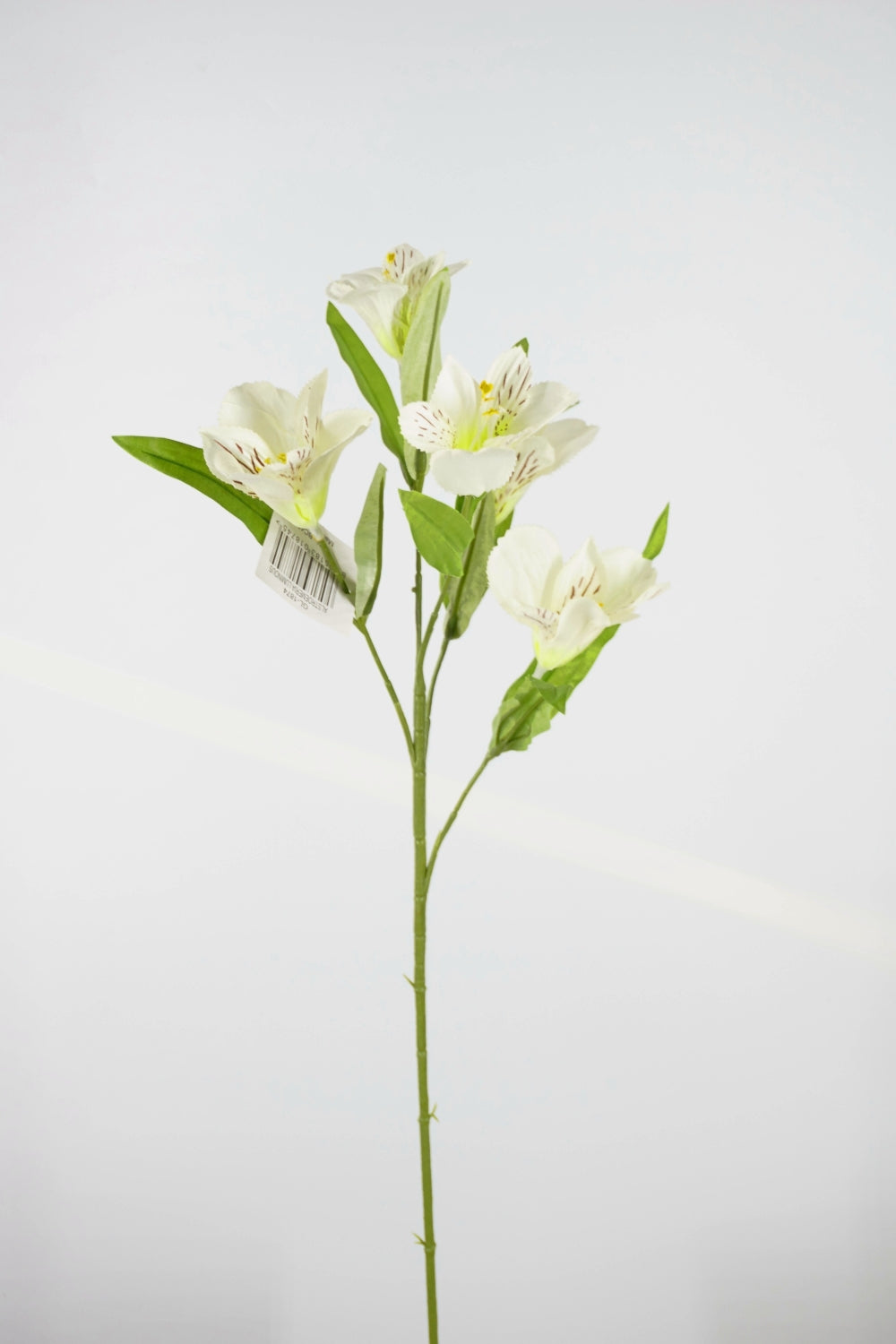 Alstroemeria Luminous