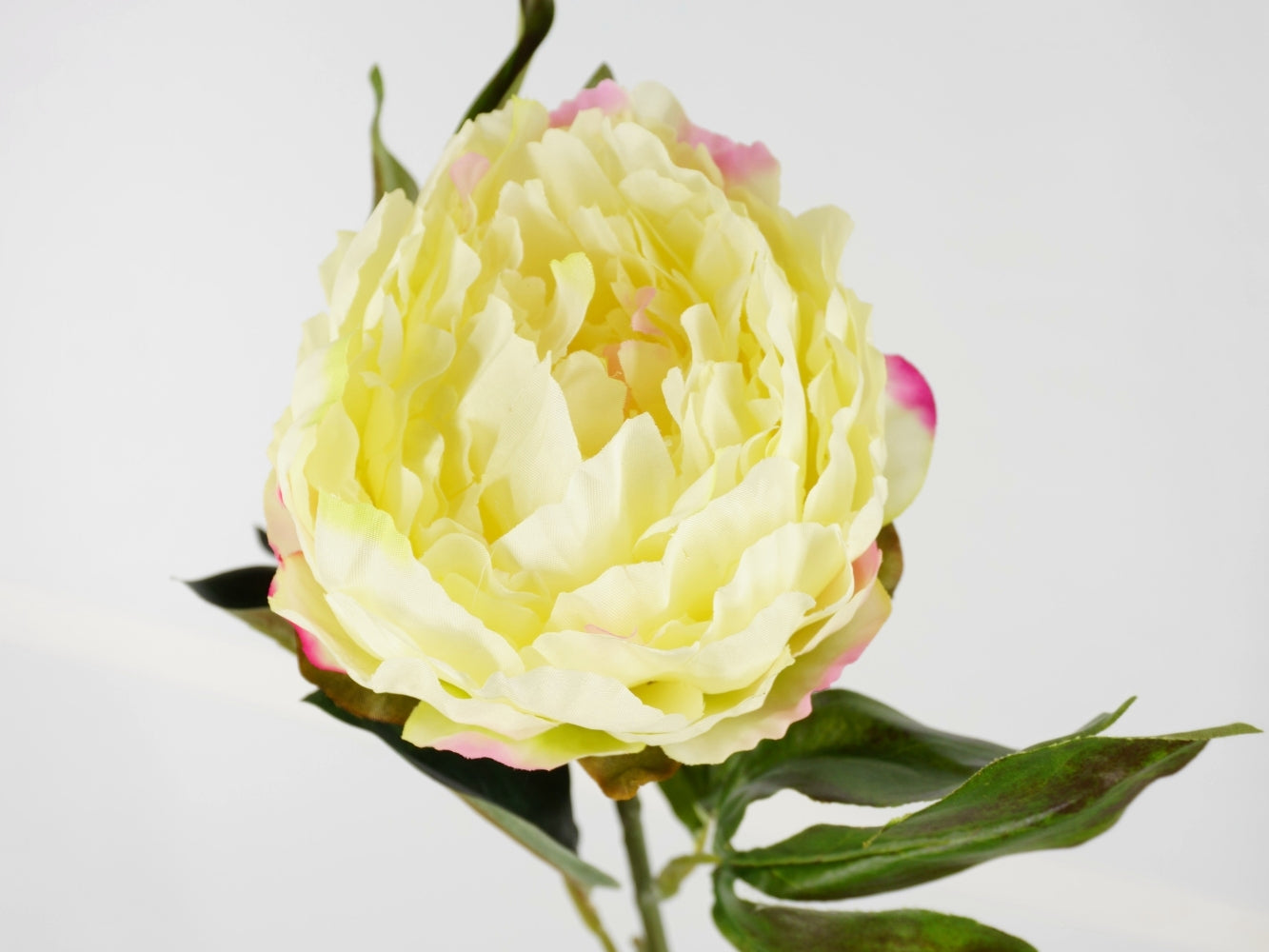 Peonia Marville