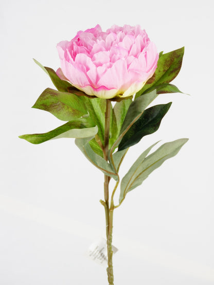 Peonia Marville