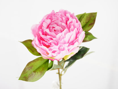 Peonia Marville